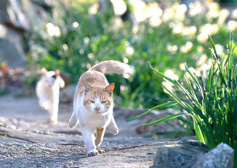 「猫どころ2025」カレンダー3月