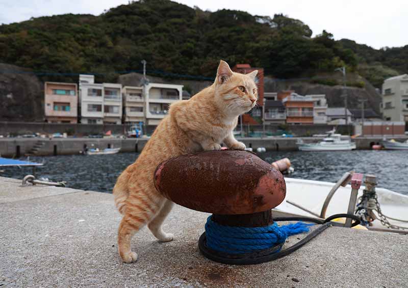 「猫どころ2025」カレンダー8月