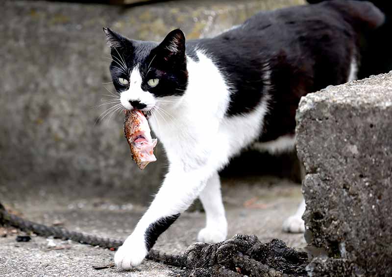 「猫どころ2025」カレンダー9月