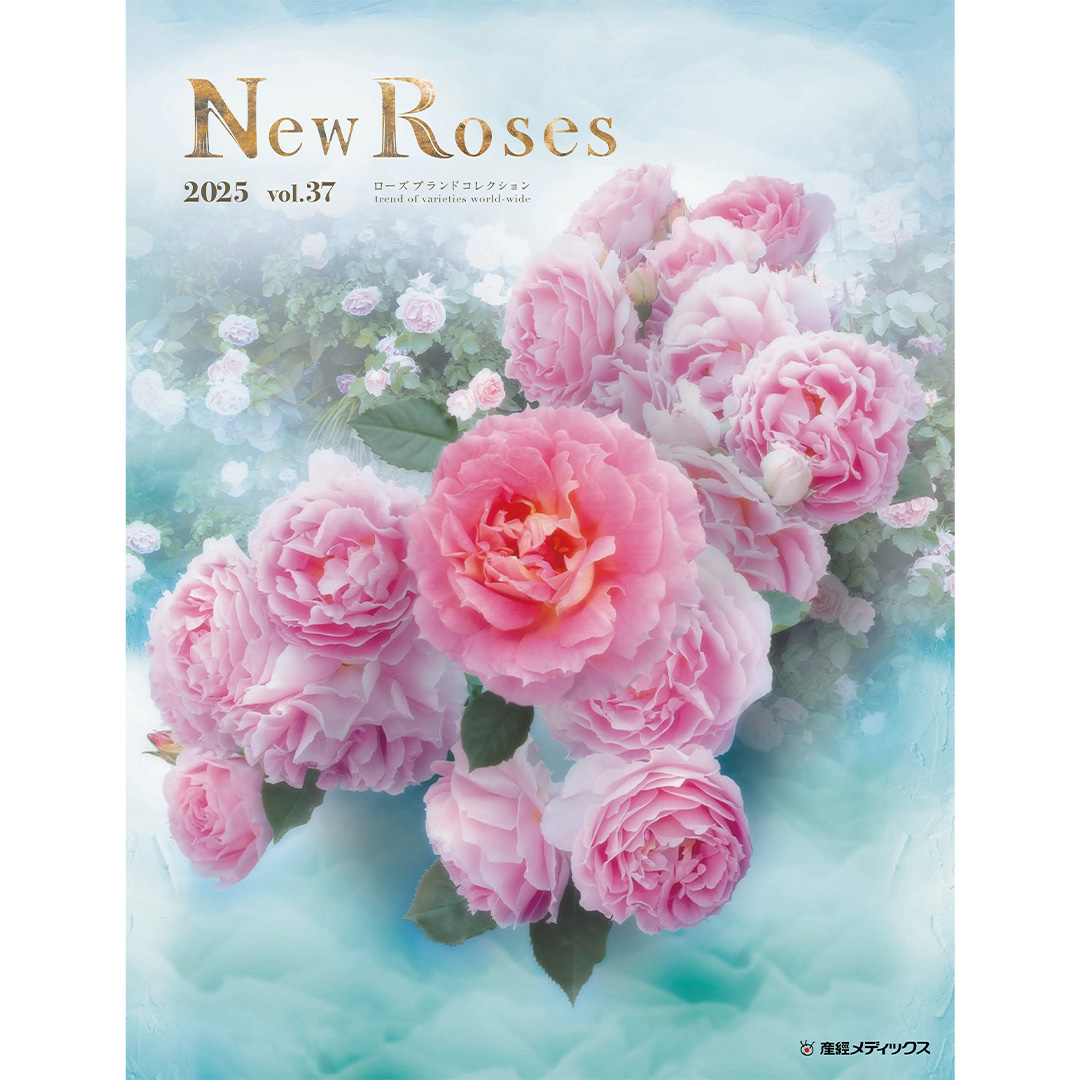 おはようございます⸜(*ˊᗜˋ*)⸝ オレンジ🧡の薔薇 私も素敵だと