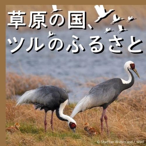 WWFジャパン「パンダロゴエコバッグ」 プレゼント
