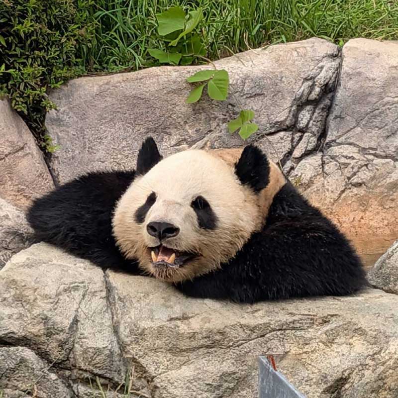 サンケイスポーツ特別新聞「ありがとうシャオシャオ レイレイ～上野