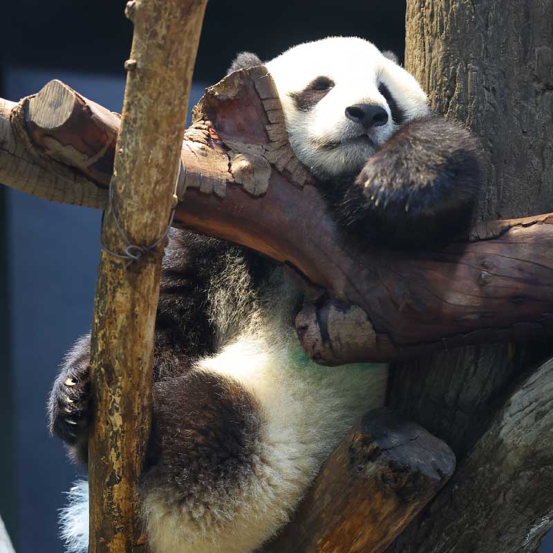 サンケイスポーツ特別新聞「ありがとうシャオシャオ レイレイ～上野