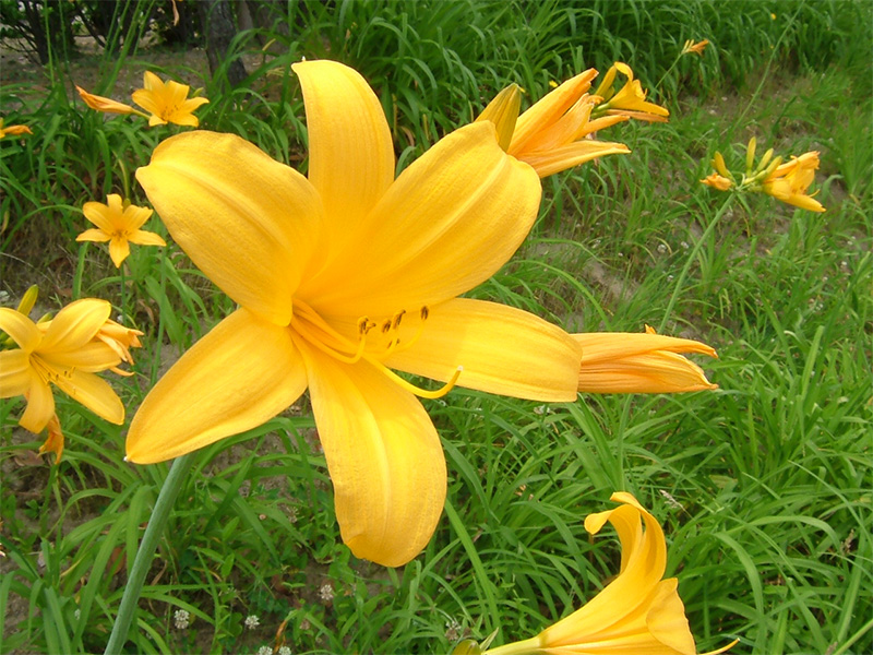 トビシマカンゾウ